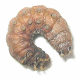 Vers gris montrant les pattes segment&eacute;es et les fausses pattes